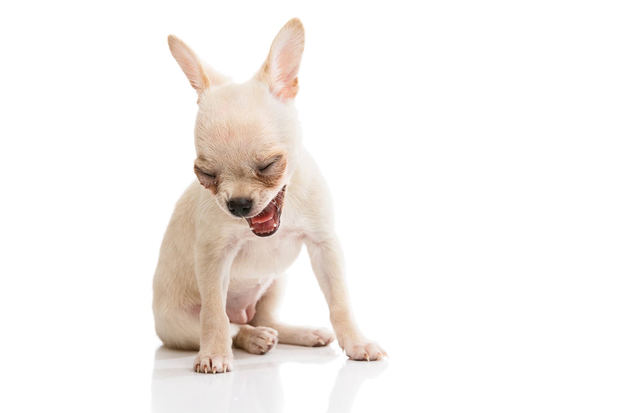 犬 え ずく よう な 咳