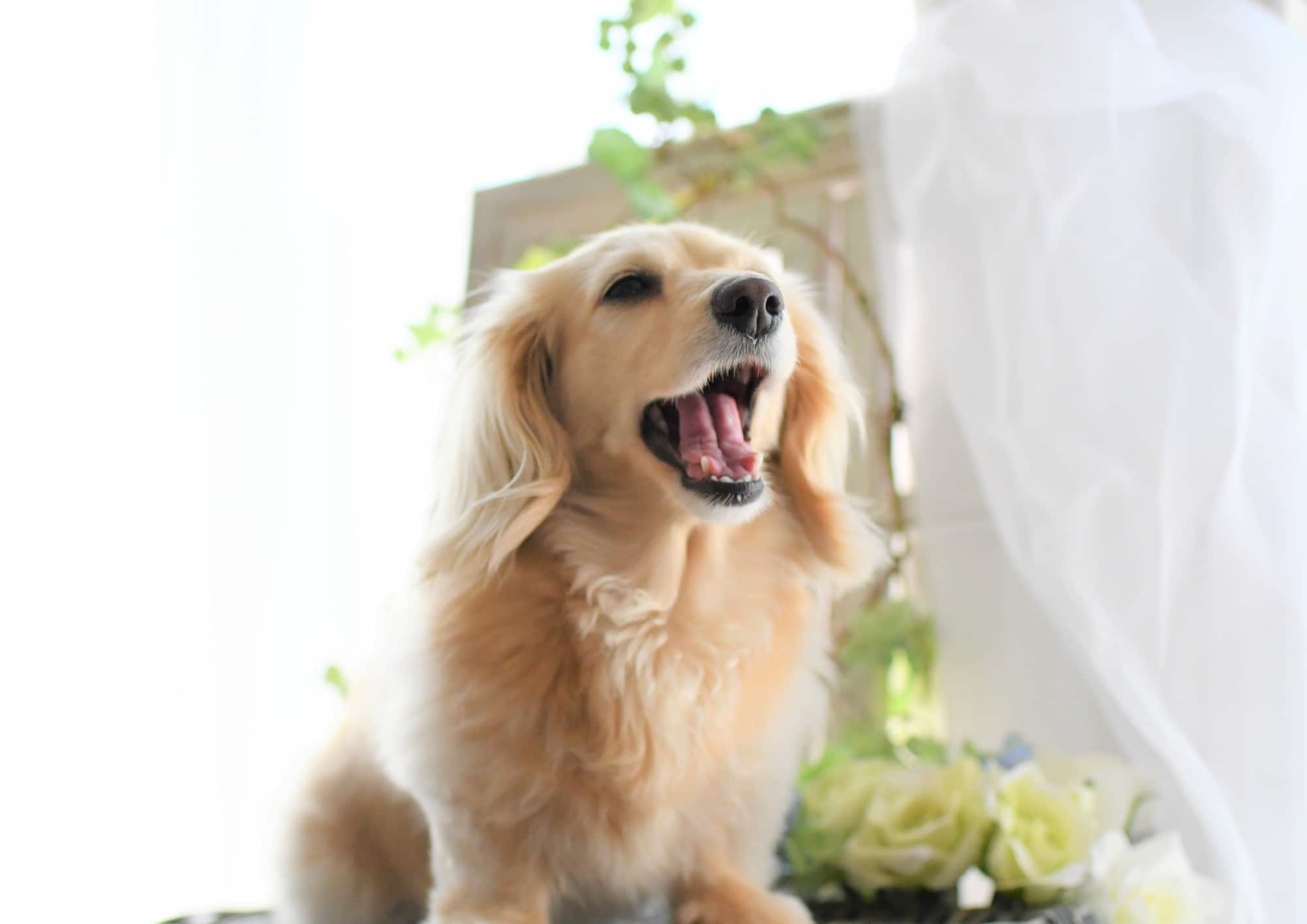 獣医師監修 犬の咳の原因とは 考えられる病気と対処法を解説 Ana Travel Life