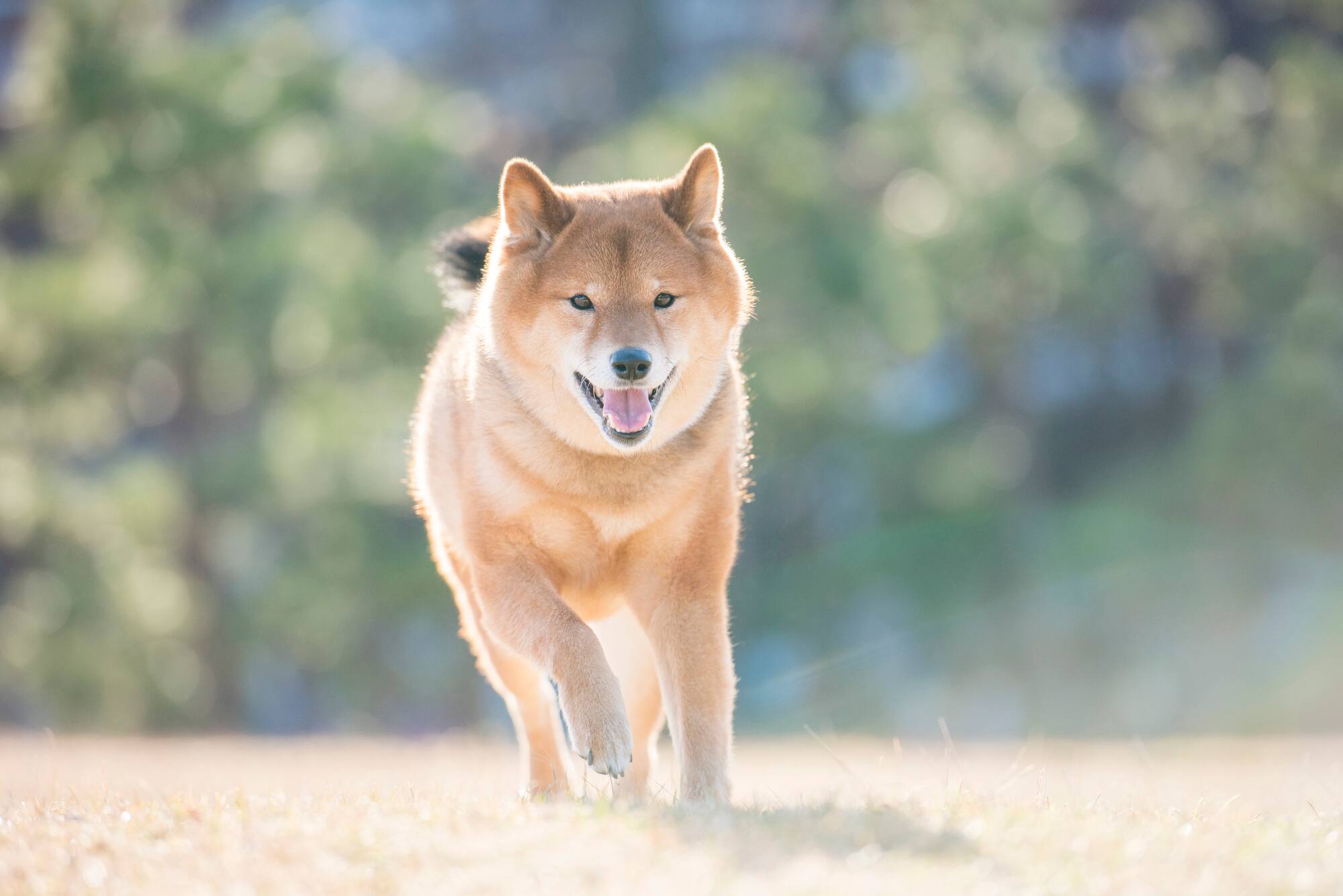 獣医師監修 犬の咳の原因とは 考えられる病気と対処法を解説 Ana Travel Life