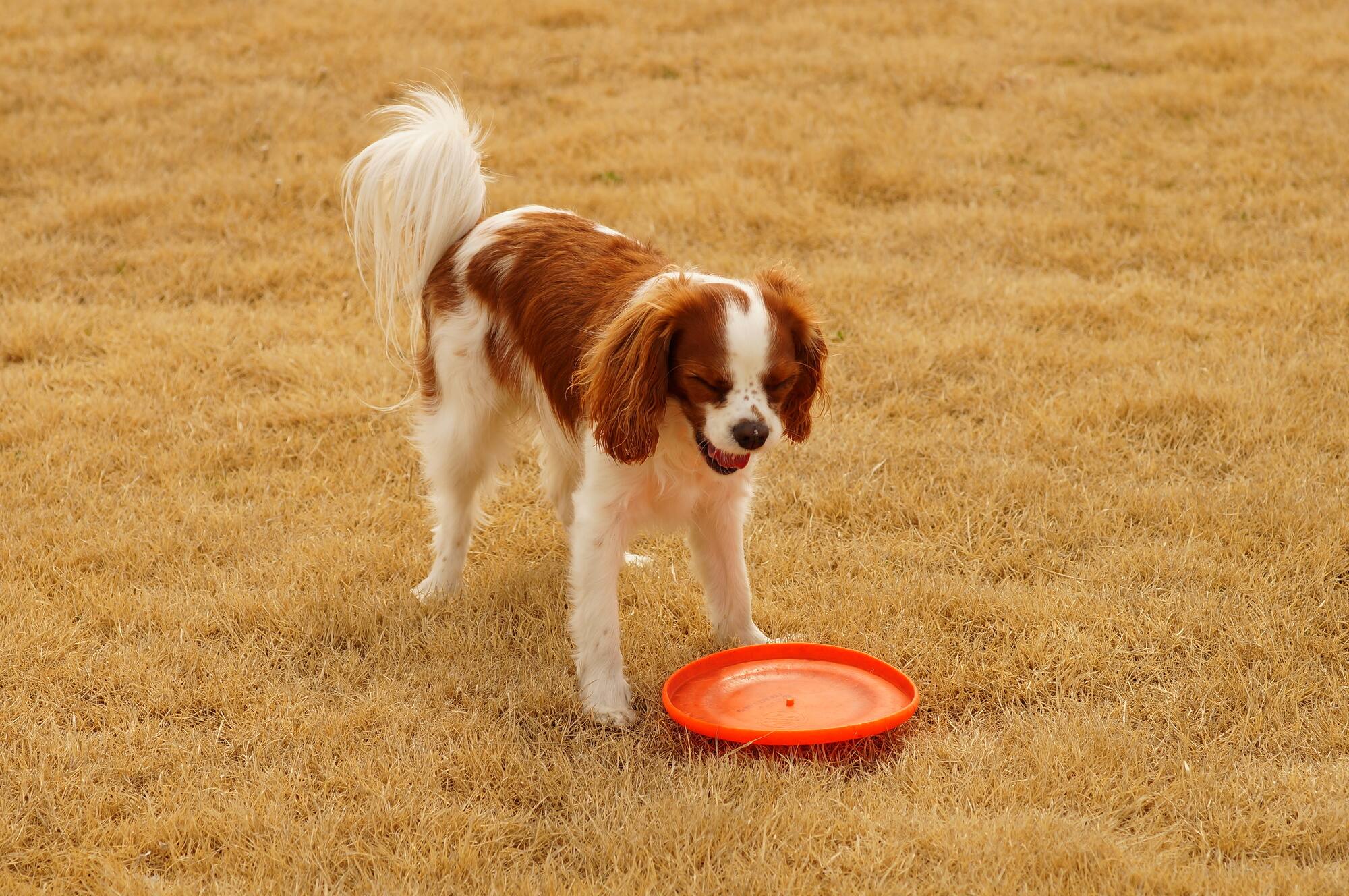 獣医師監修 犬のくしゃみが止まらない原因は 考えられる病気やくしゃみをした時の対処法 Ana Travel Life