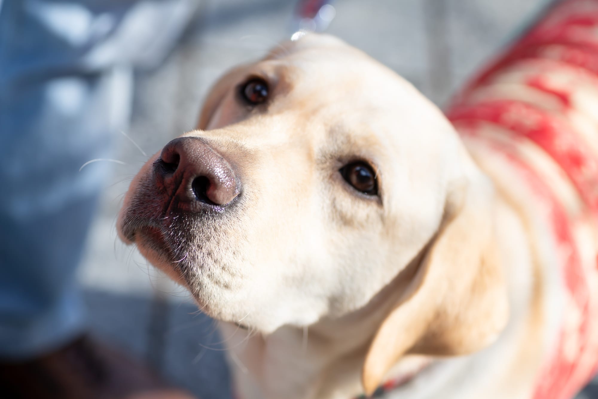 獣医師監修 犬のくしゃみが止まらない原因は 考えられる病気やくしゃみをした時の対処法 Ana Travel Life