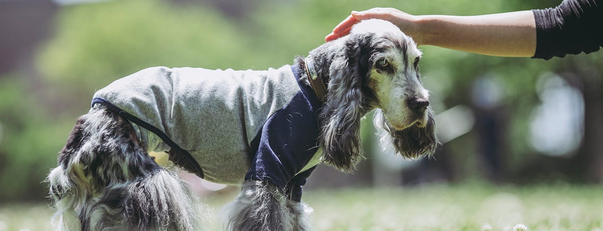 獣医師監修 犬の後ろ足がふらついたり 立てないのは病気 ふらつきの原因と対処法について解説 Ana Travel Life