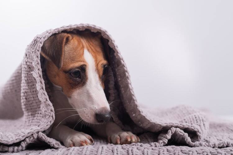 震える 原因 犬