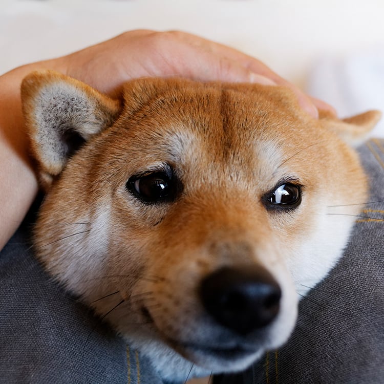 獣医師監修 犬がいつもより落ち着かない 様子がおかしい原因や病気の可能性は Ana Travel Life 獣医師監修 犬がいつもより落ち着かない 様子がおかしい原因や病気の可能性は Ana Travel Life
