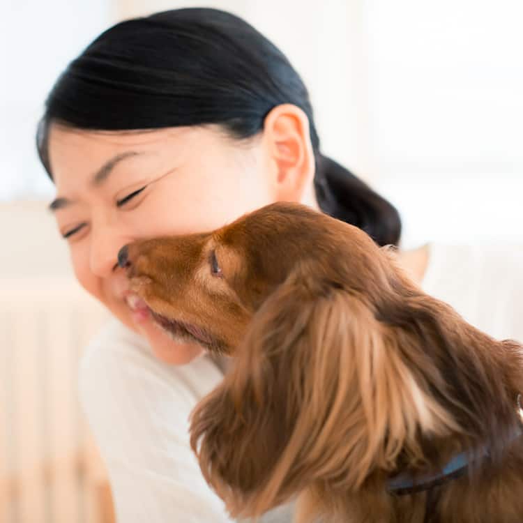 獣医師監修 犬が飼い主 人 の顔を舐める理由は愛情表現 Ana 獣医師監修 犬が飼い主 人 の顔を舐める理由は愛情表現 Ana