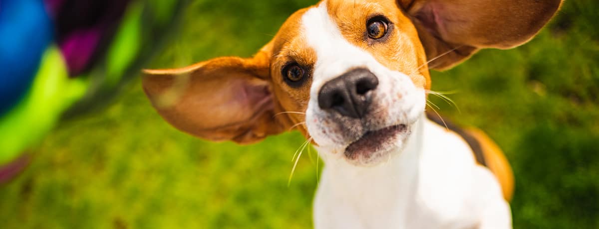 獣医師監修 犬のジャンプは危険 愛犬のジャンプをやめさせる方法は Ana Travel Life