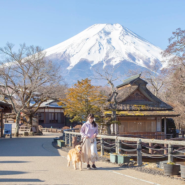 山梨 富士山の恵を愛犬とともに味わう 山中湖湖畔のお出掛けスポット3選 Ana Travel Life