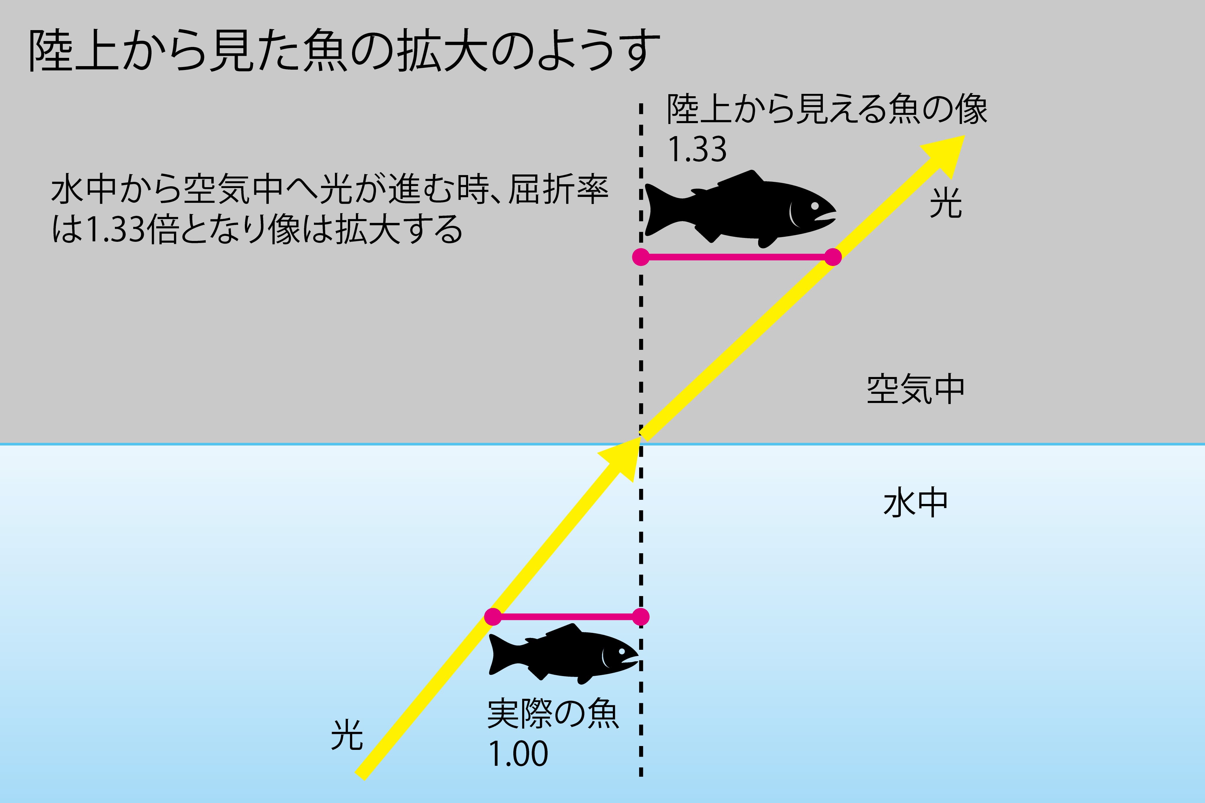 陸上から見た魚の拡大のようす 水中から空気中へ光が進む時、屈折率は1.33倍となり像は拡大する
