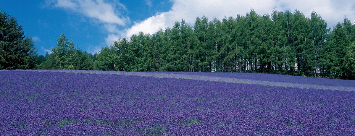 ひまわり畑にラベンダー畑 秘境駅まで 北海道が誇る 日本一 の名所はココ Ana Travel Life