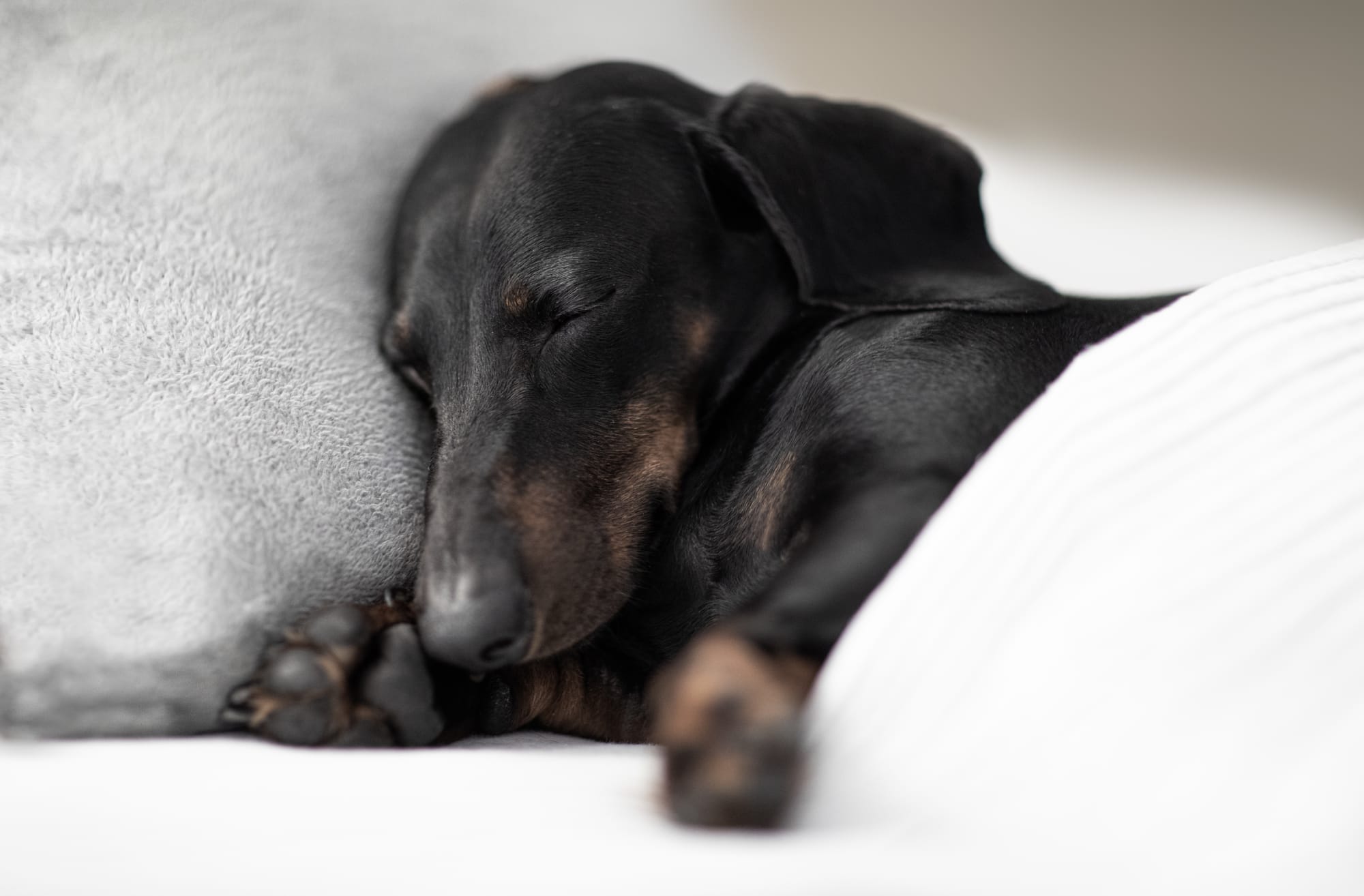 獣医師監修 犬も夢を見るの 睡眠中の寝言や寝相について Ana Travel Life