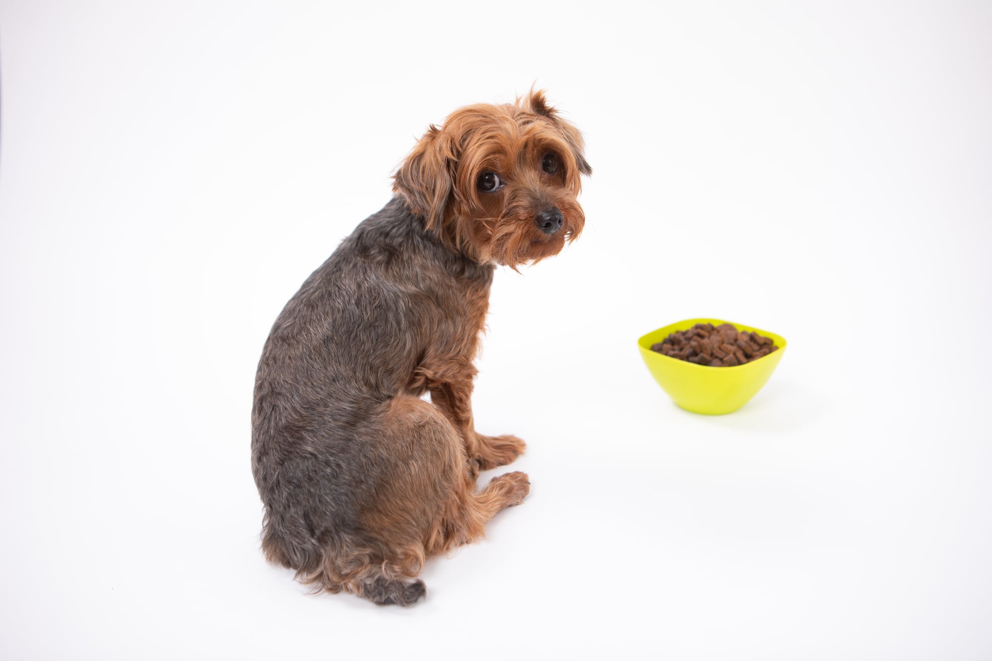 獣医師監修 犬がご飯を食べない時の原因と対処法を紹介 Ana