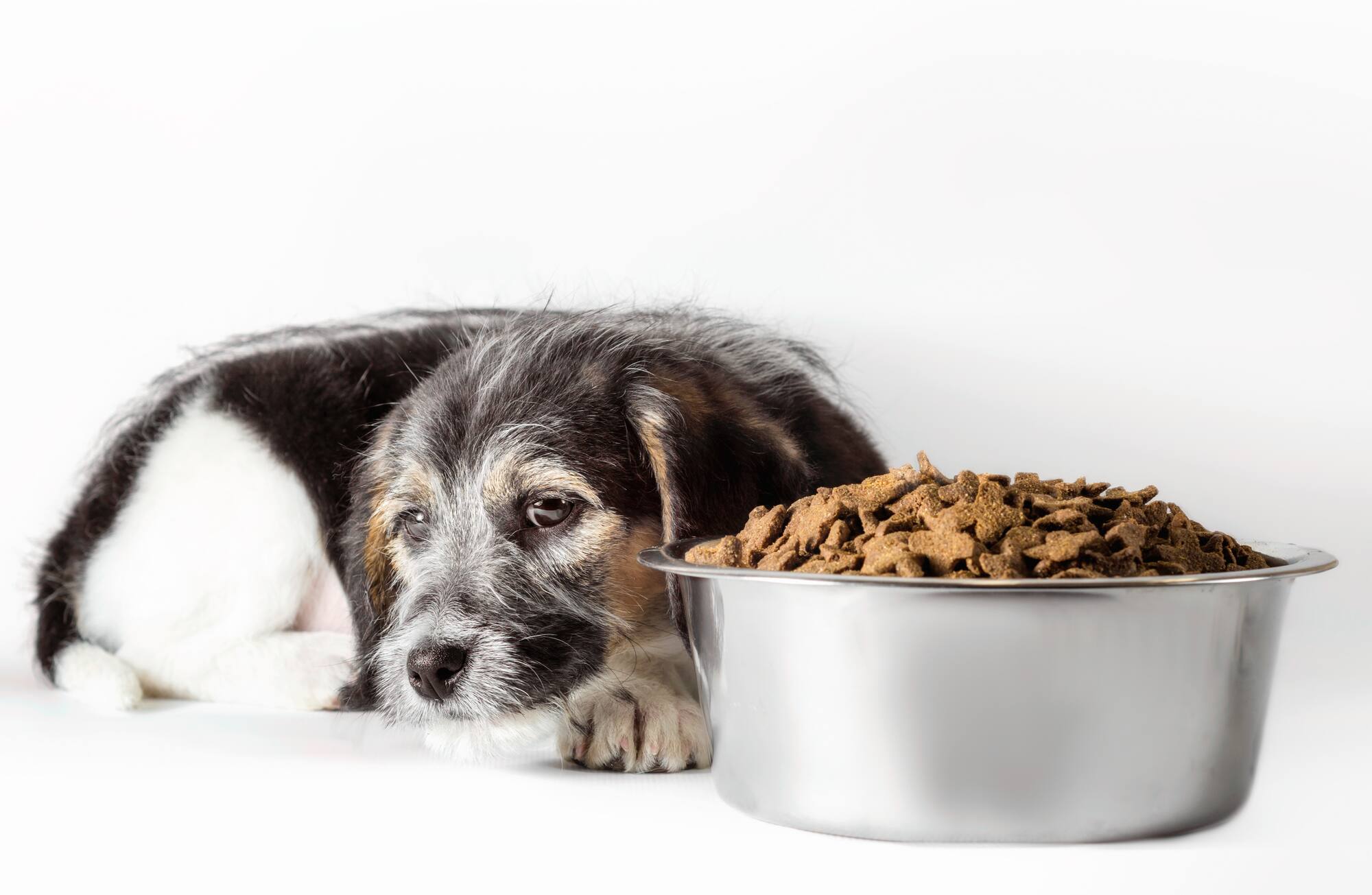 獣医師監修 犬がご飯を食べない時の原因と対処法を紹介 Ana