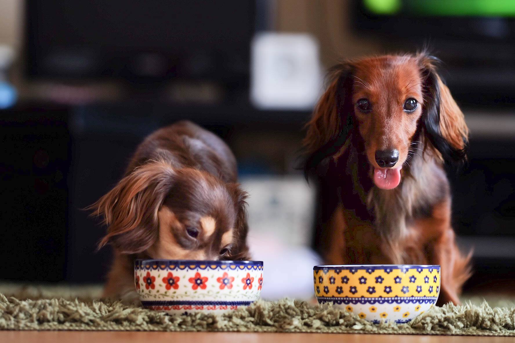 獣医師監修 犬がご飯を食べない時の原因と対処法を紹介 Ana