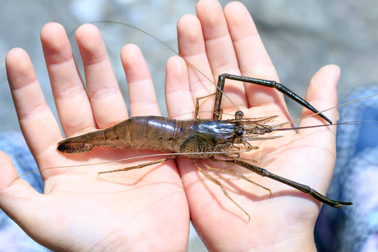 ビギナーに優しいおすすめ釣り場 東京周辺 多摩川 江戸川 のテナガエビ釣り Ana Travel Life