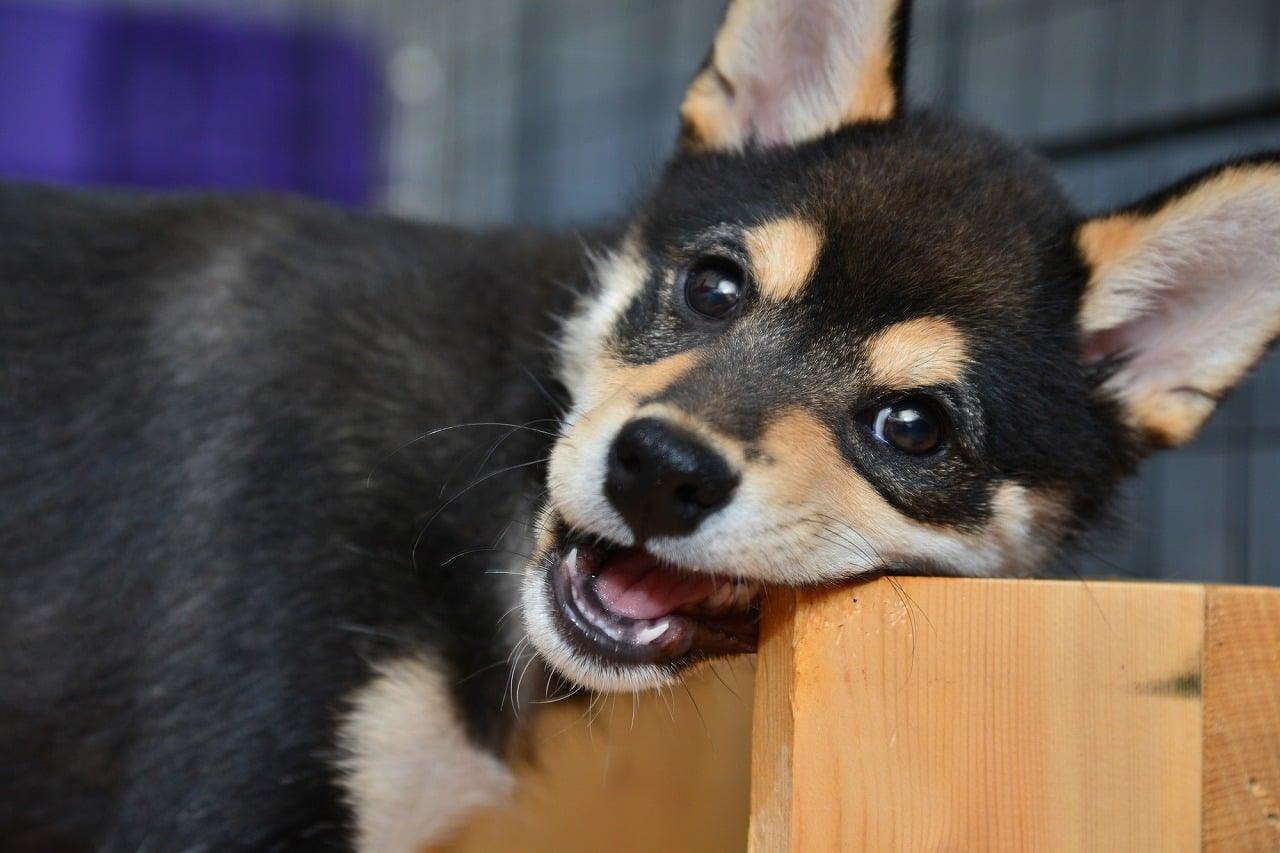 獣医師監修 犬が噛む理由は 噛み癖の対処法を解説 Ana 獣医師監修 犬が噛む理由は 噛み癖の対処法を解説 Ana
