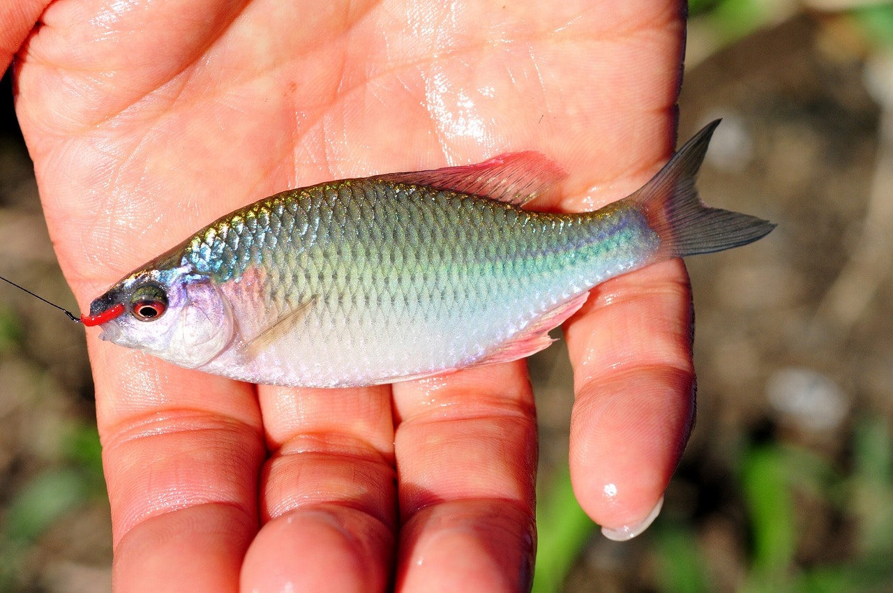 ビギナーに優しいおすすめ釣り場 滋賀県 琵琶湖周辺のタナゴ カネヒラ 釣り Ana Travel Life