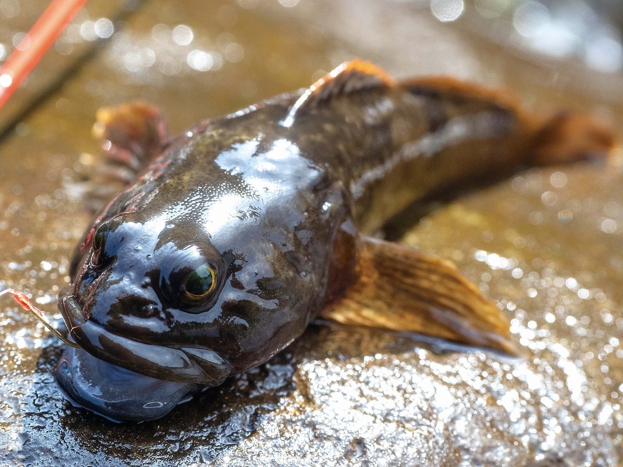 ビギナーに優しいおすすめ釣り場 栃木県 箒川のカジカ釣り Ana Travel Life ビギナーに優しいおすすめ釣り場 栃木県 箒川のカジカ釣り Ana Travel Life
