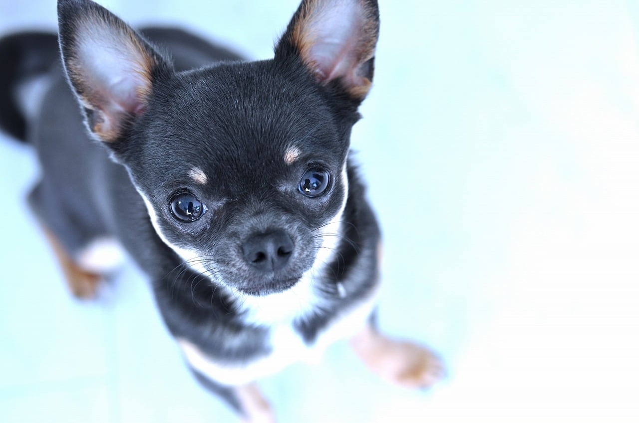 獣医師監修 犬が寒いと感じる温度は 小型犬の寒さ対策を紹介 Ana Travel Life