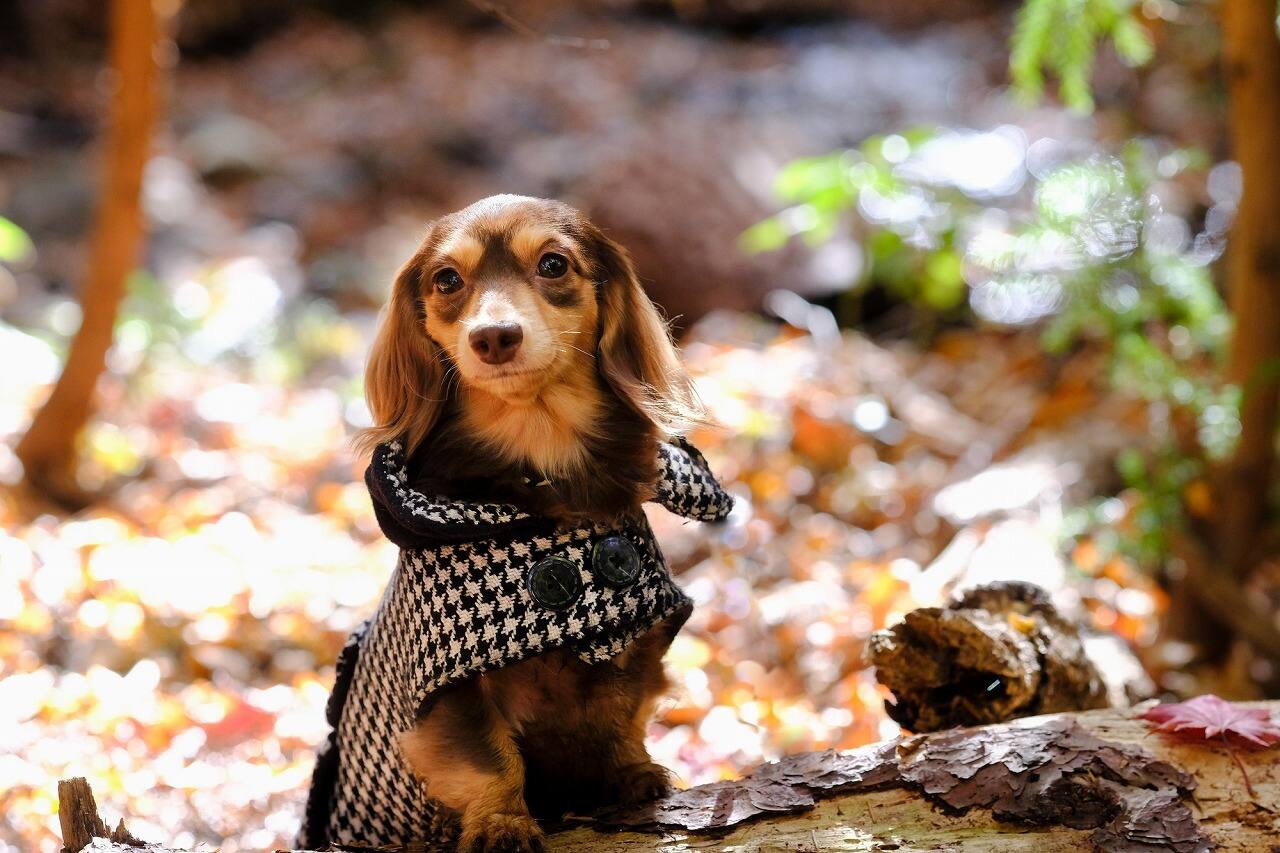 獣医師監修 犬が寒いと感じる温度は 小型犬の寒さ対策を紹介 Ana Travel Life