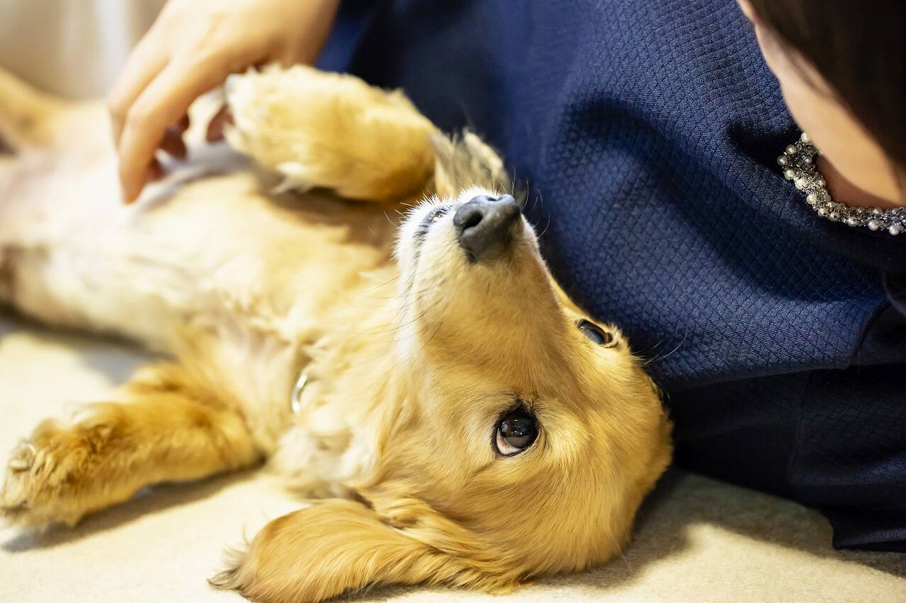 獣医師監修 甘えん坊な犬は体をこすりつけてくる 犬が甘えるときの仕草を解説 Ana