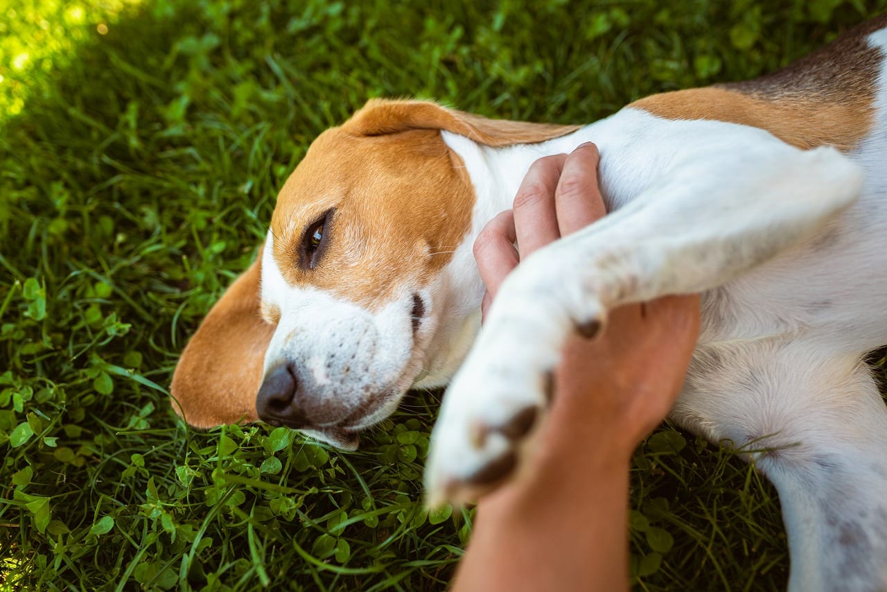 獣医師監修 甘えん坊な犬は体をこすりつけてくる 犬が甘えるときの仕草を解説 Ana