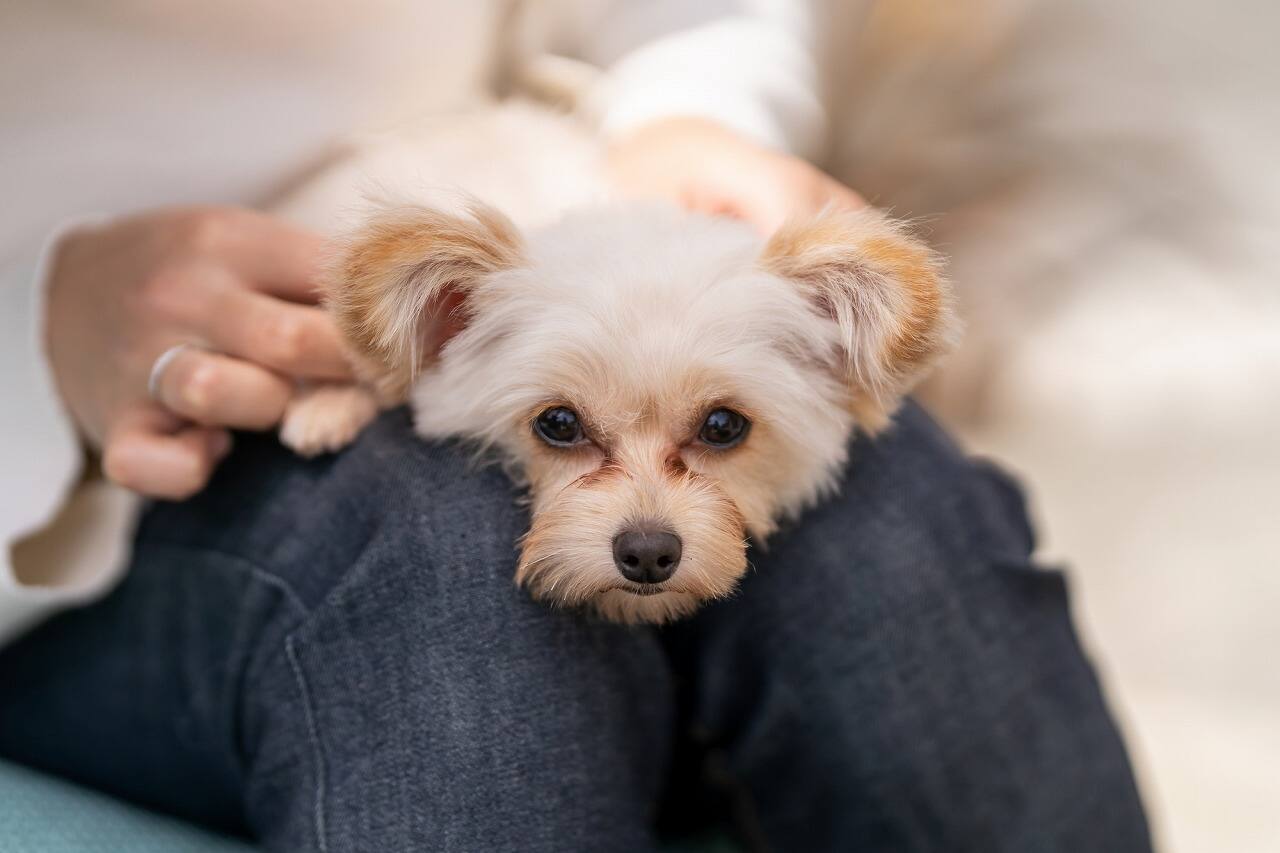 獣医師監修 甘えん坊な犬は体をこすりつけてくる 犬が甘えるときの仕草を解説 Ana