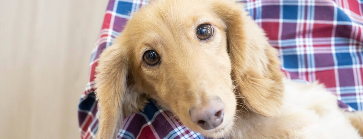 獣医師監修 甘えん坊な犬は体をこすりつけてくる 犬が甘えるときの仕草を解説 Ana