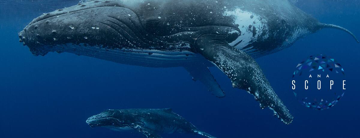 旅する生きもの ザトウクジラが八丈島に大挙する Ana